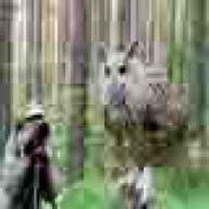 Foto-birds
